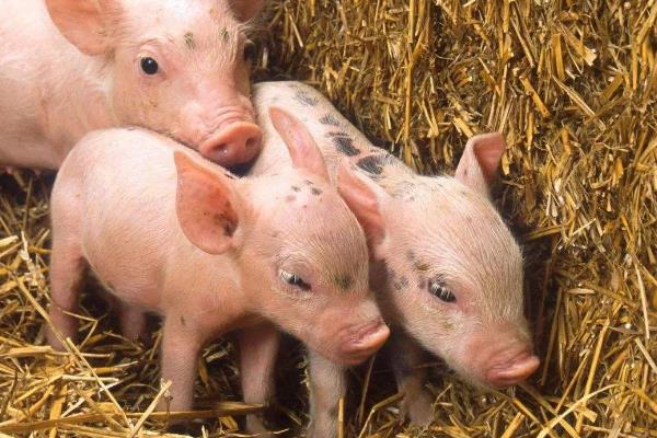 养殖猪的利润分析,100头能赚多少钱?