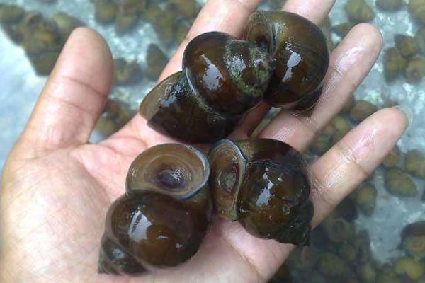 2020年养殖什么合适