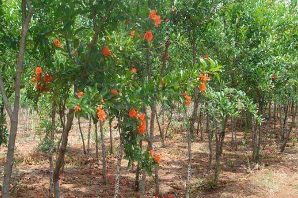 在农村除了种植养殖,还有什么生意可以做