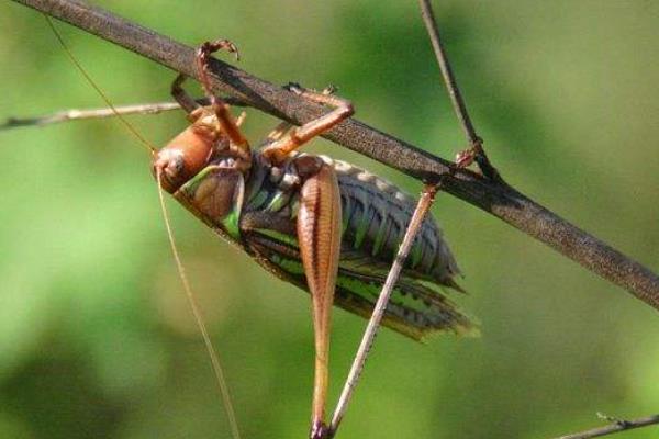 室内养殖好项目有哪些