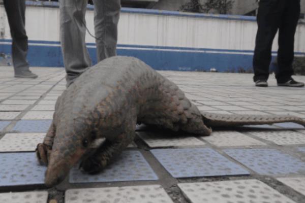 穿山甲的功效与作用,穿山甲怎么吃