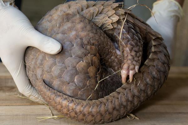 穿山甲的功效与作用,穿山甲怎么吃