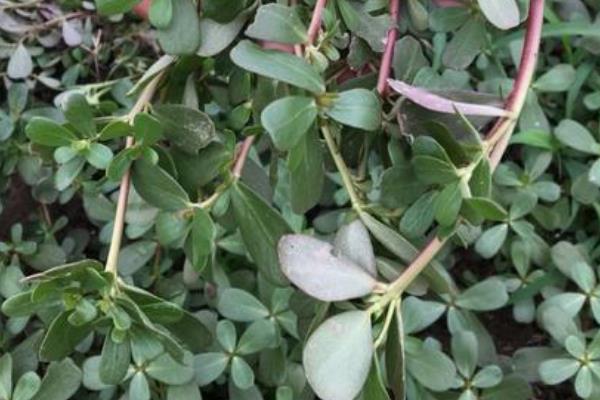 种植马齿菜利润如何,什么季节种植