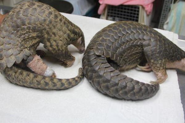 穿山甲治疗输卵管有作用吗？