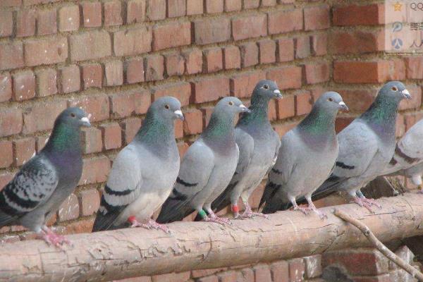 鸽痘简单的方法治疗,是怎么引起的