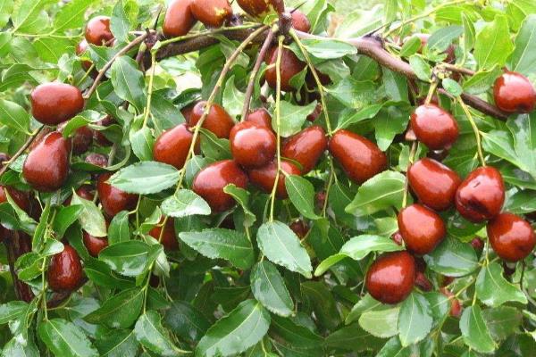 枣树施肥的时间是几月份,开花期间能不能施肥