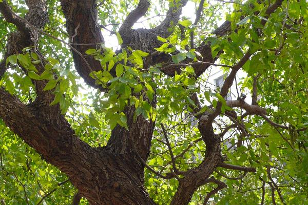 枣树施肥的时间是几月份,开花期间能不能施肥