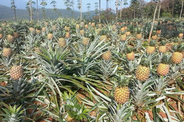 菠萝的种植方法和技术,对环境有一定要求