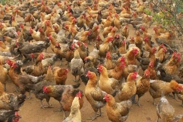 养3000只散养鸡的利润,要多大地方