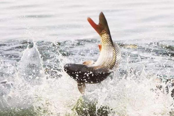 养殖什么时间短见效快,更容易回本