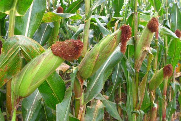 大规模种地挣钱吗,种地能发家致富吗