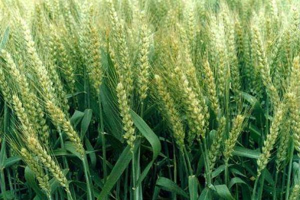 大规模种地挣钱吗,种地能发家致富吗