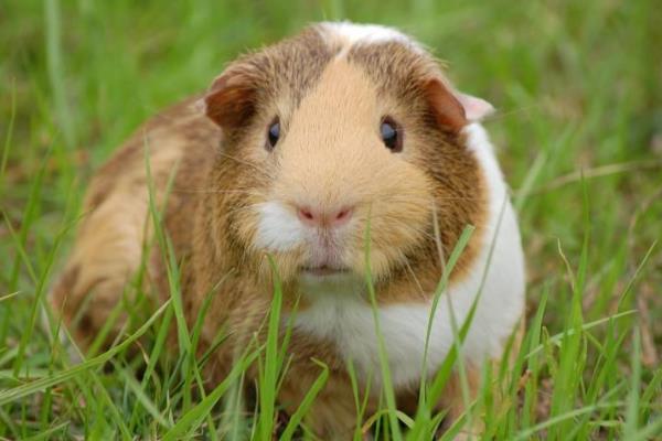 豚鼠如何宰杀,豚鼠如何分辨公母