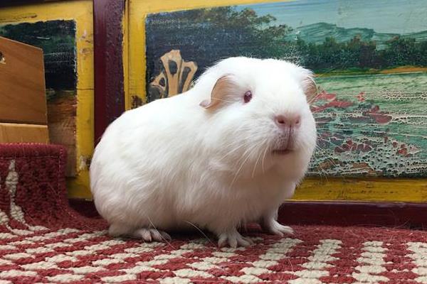 豚鼠如何宰杀,豚鼠如何分辨公母