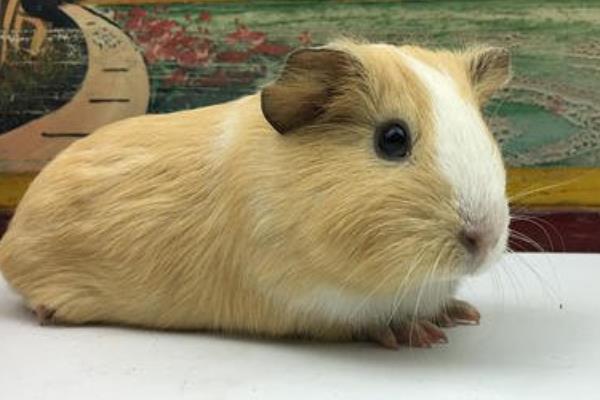 豚鼠如何宰杀,豚鼠如何分辨公母