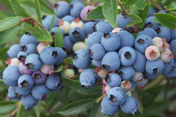 大棚蓝莓种植挣钱吗,附大棚蓝莓种植技术和管理