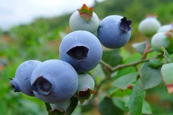 大棚蓝莓种植挣钱吗,附大棚蓝莓种植技术和管理