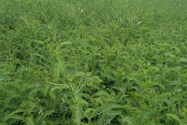 黄芪种植技术及亩收益,要什么气候条件,几年可以收获