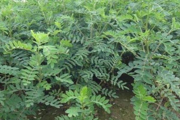 黄芪种植技术及亩收益,要什么气候条件,几年可以收获