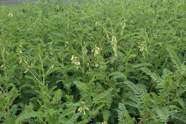 黄芪种植技术及亩收益,要什么气候条件,几年可以收获