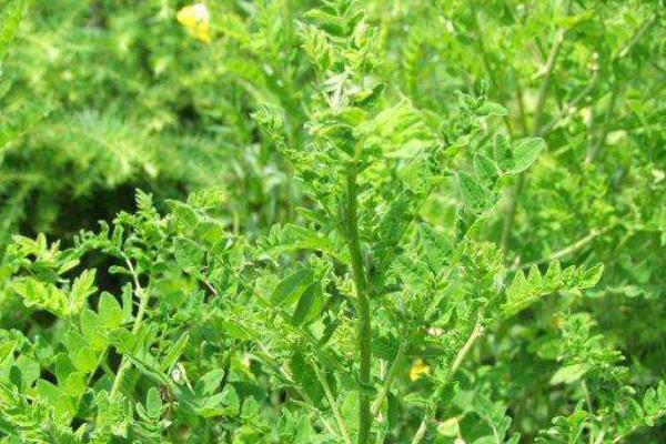 黄芪种植技术及亩收益,要什么气候条件,几年可以收获