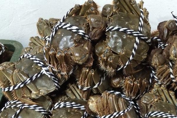 螃蟹的价值以及用途(附功效作用及禁忌)