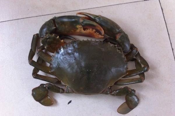 青蟹最大能长到几斤,能活多久?