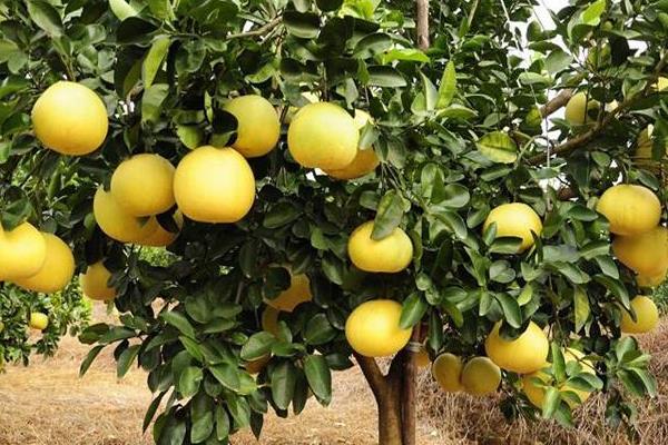 马家柚市场价多少一斤,马家柚树苗价格