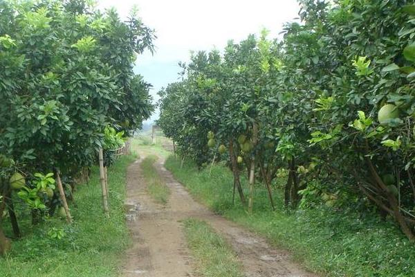 马家柚市场价多少一斤,马家柚树苗价格