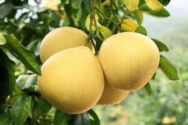 马家柚市场价多少一斤,马家柚树苗价格