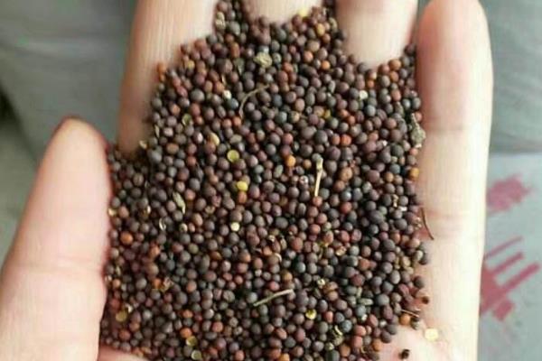 卖种子利润大吗?需要什么手续?用什么营销方法?