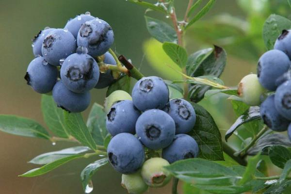 大棚蓝莓种植挣钱吗,附大棚蓝莓种植技术和管理