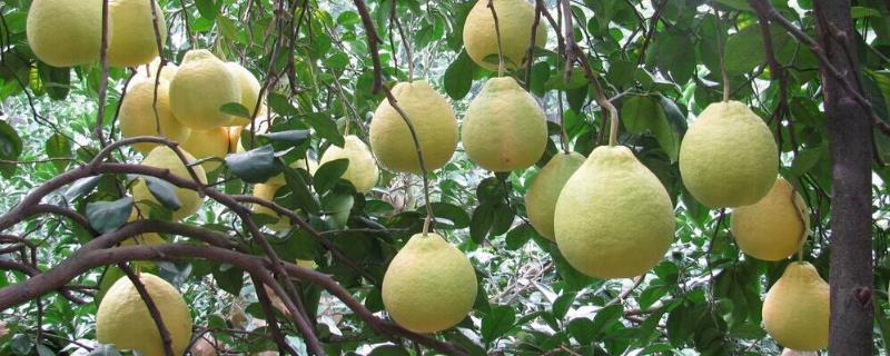 马家柚市场价多少一斤，马家柚树苗价格