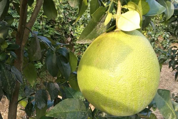 马家柚市场价多少一斤,马家柚树苗价格