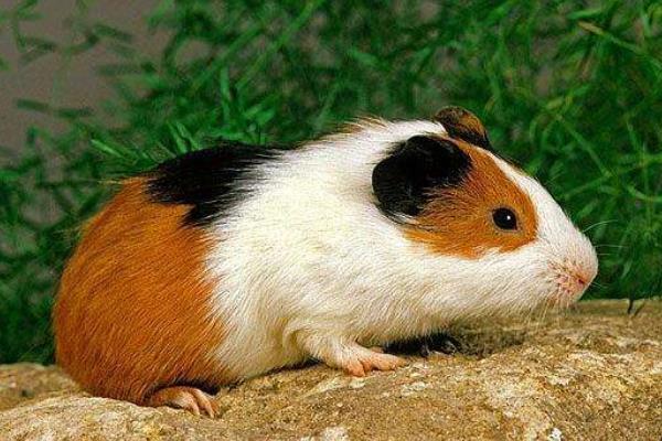 豚鼠如何宰杀,豚鼠如何分辨公母