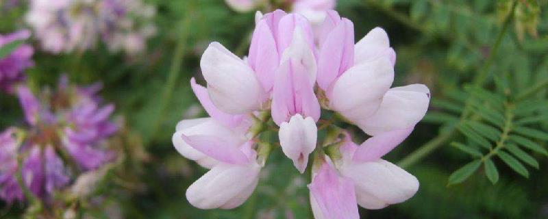 黄芪种植技术及亩收益，要什么气候条件，几年可以收获