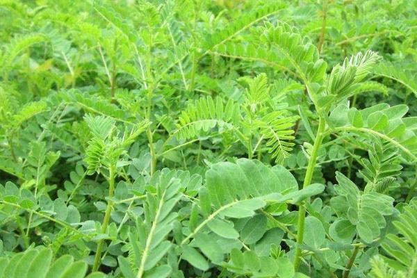 黄芪种植技术及亩收益,要什么气候条件,几年可以收获