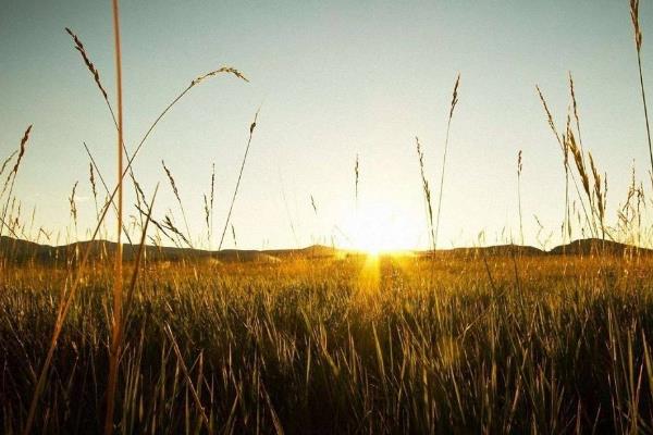 大规模种地挣钱吗,种地能发家致富吗