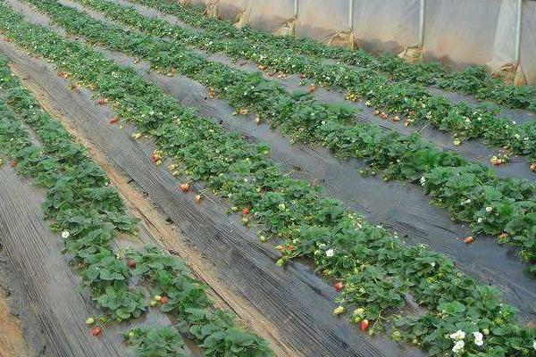 种植草莓需要多少资金,一亩大棚草莓利润多少