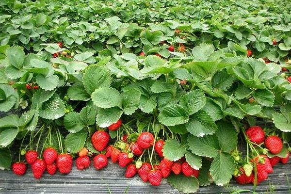 种植草莓需要多少资金,一亩大棚草莓利润多少