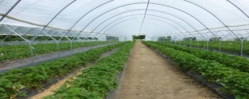 10亩连栋大棚造价多少，连栋大棚多少钱一平方，连栋大棚怎么除雪？