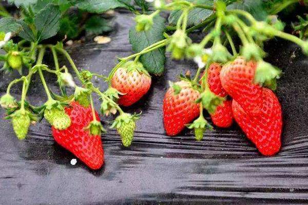 种植草莓需要多少资金,一亩大棚草莓利润多少