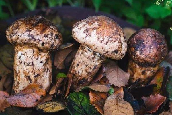 种植松茸一亩多少成本，市场价格多少，种植松茸和野生松茸区别