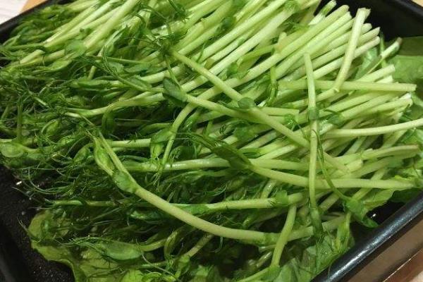 兰豆苗有什么功效,兰豆苗怎么炒好吃