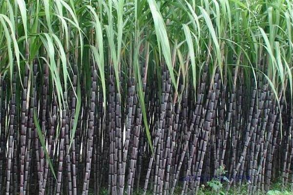 哪里的甘蔗最出名最好吃,哪里的甘蔗批发最便宜