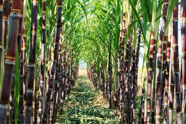哪里的甘蔗最出名最好吃,哪里的甘蔗批发最便宜