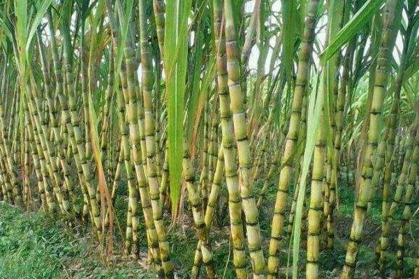 哪里的甘蔗最出名最好吃,哪里的甘蔗批发最便宜