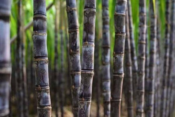 哪里的甘蔗最出名最好吃,哪里的甘蔗批发最便宜