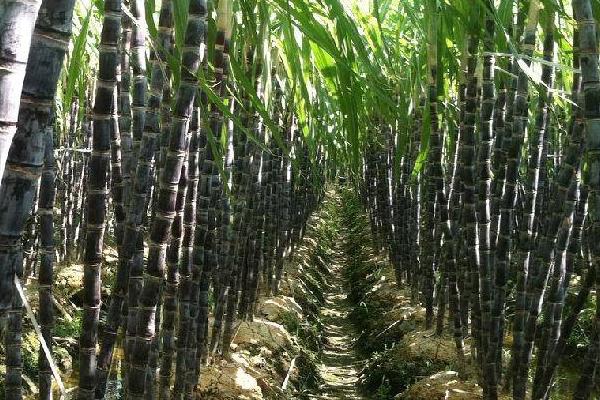 哪里的甘蔗最出名最好吃,哪里的甘蔗批发最便宜