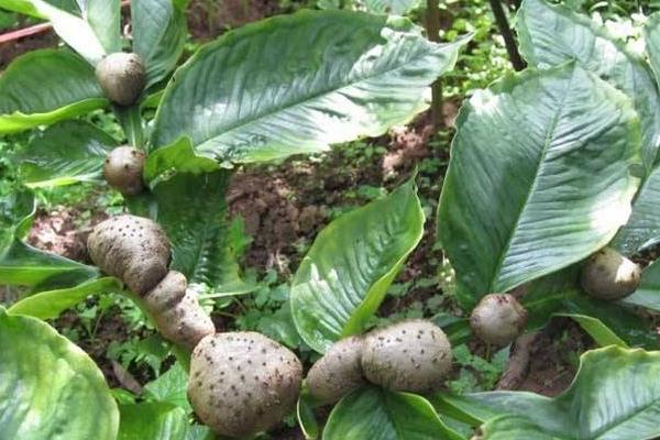 魔芋市场价多少一斤,1亩魔芋种植利润分析